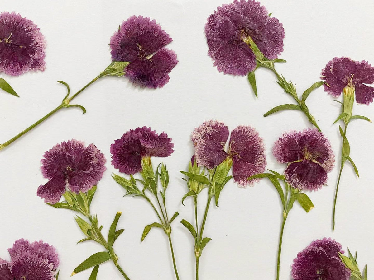 Pressed China Pink Dianthus Flowers, Dried Flowers (8 pcs/pack)
