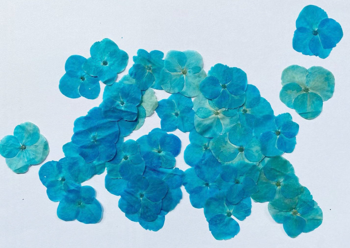 100 Blue Pressed Hydrangea Flowers: Natural Flat Dried Flowers