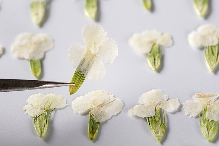 Pressed Flowers,Rainbow Pressed Flowers 12 PCS/Pack,Dried flower Flower,Dry Flat Rice Rainbow carnations Flower Preserved Wild Dried flower