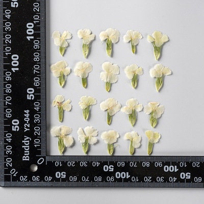 Pressed Flowers,white Pressed Flowers 12 PCS/Pack,Dried flower Flower,Dry Flat Rice white carnations Flower Preserved Wild Dried flower