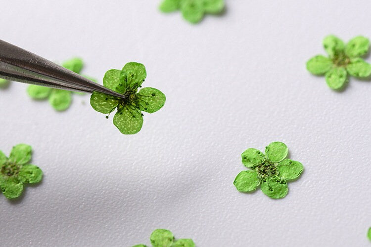 pressed flowers,green pressed flowers,20 PCS/Pack, Small Nail Dried Flower, green Dried flower,Small Narcissus green flower(0.5-0.8cm)