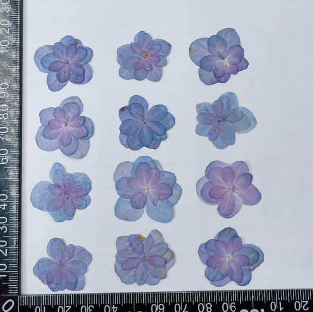 12 PC Blue Purple Pressed Hydrangea Flowers, Resin Crafts