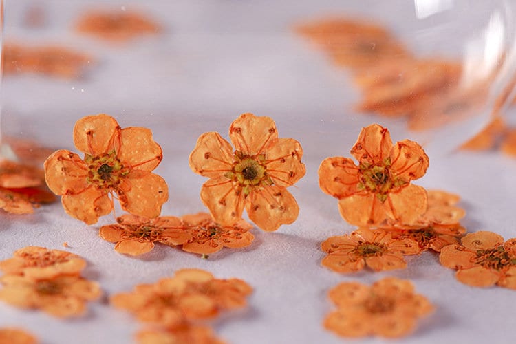pressed flowers,orange pressed flowers,20 PCS/Pack,orange flower,orange Dried flower,pressed flower,Small orange flower(0.5-0.8cm)
