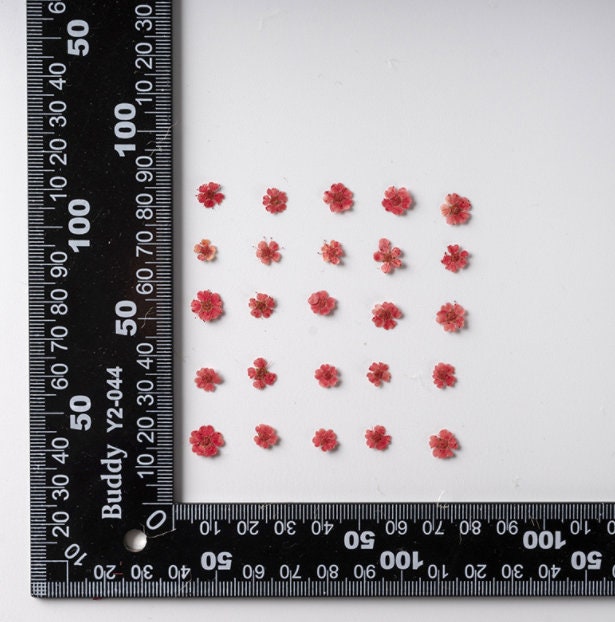 Red Pressed Flowers: Small Narcissus for Resin Art, Crafts (20 PCS)