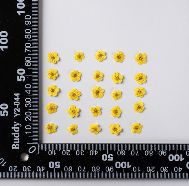 pressed flowers,yellow pressed flowers,20 PCS/Pack, Small Nail Dried Flower, yellow Dried flower,Small Narcissus yellow flower(0.5-0.8cm)