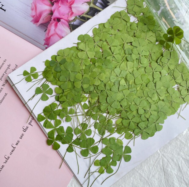 Pressed Leaves 12 PCS/Pack Real Pressed Leaves,Dried Pressed Flower Green Dry leaf, Green leaf,dry leaf(1.5-2cm)