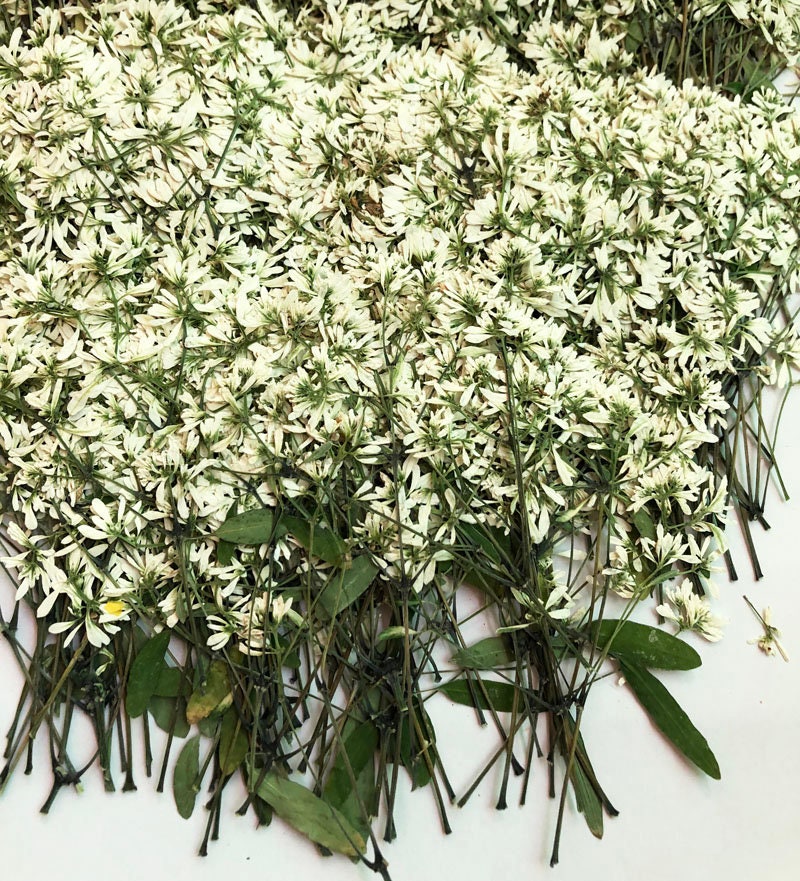 Rice White Pressed Flowers: Plumbago Zeylanica, Dried Flowers (8 PCS)