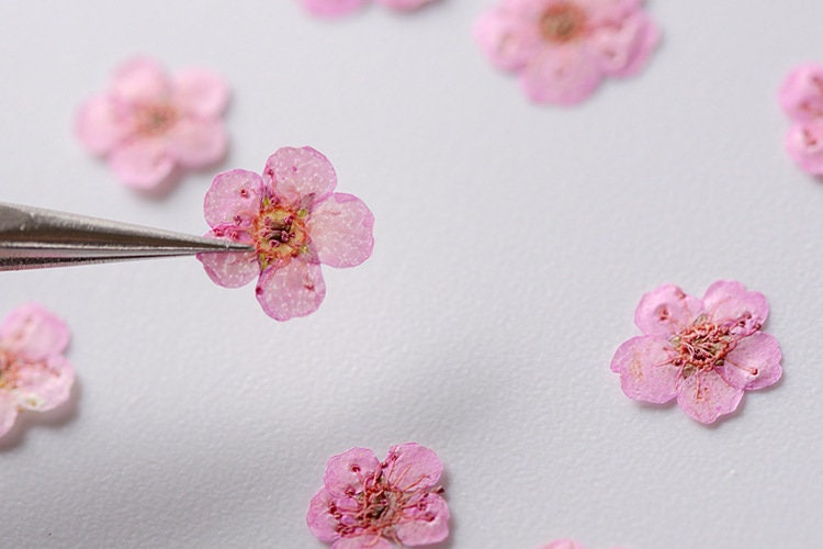 pressed flowers,pink pressed flowers,20 PCS/Pack,pink flower,pink Dried flower,pressed flower,Small pink flower(0.5-0.8cm)