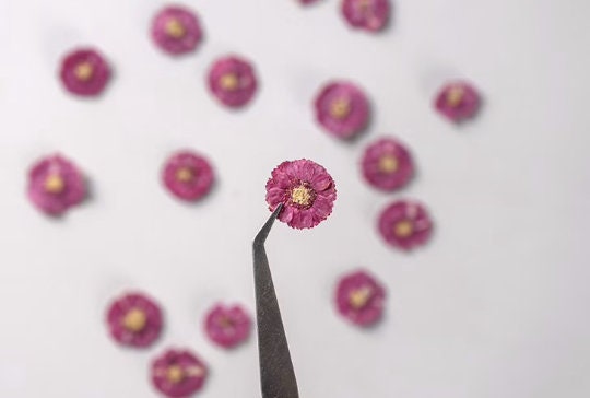 Dark Purple Pressed Daisies: Real Dried Flowers (12 PCS/Pack)