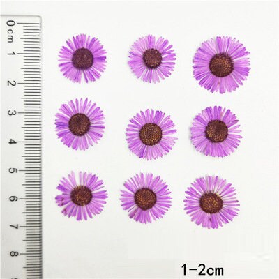 Purple Pressed Needle Chrysanthemum Flowers - 12 PCS Dry Flower Pack