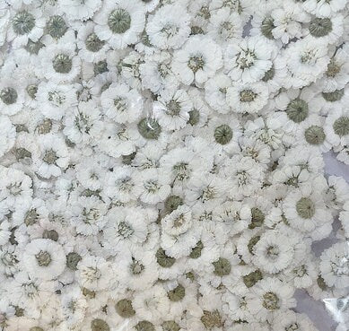 Pressed White Daisy Flowers - Set of 10 - Real Dried Flowers