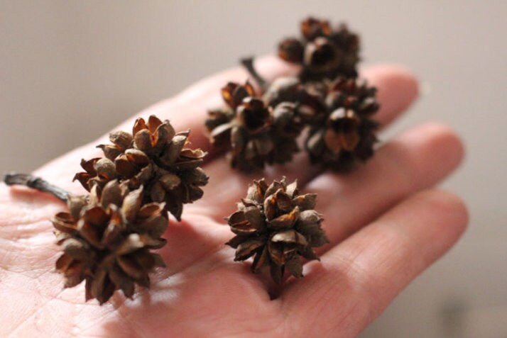 Dried Flower Fruit Slices: Decorative Pressed Fruit, Set of 10