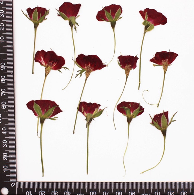 10PCS Dried Pressed Red Rose Buds: Tiny Real Flower Stems