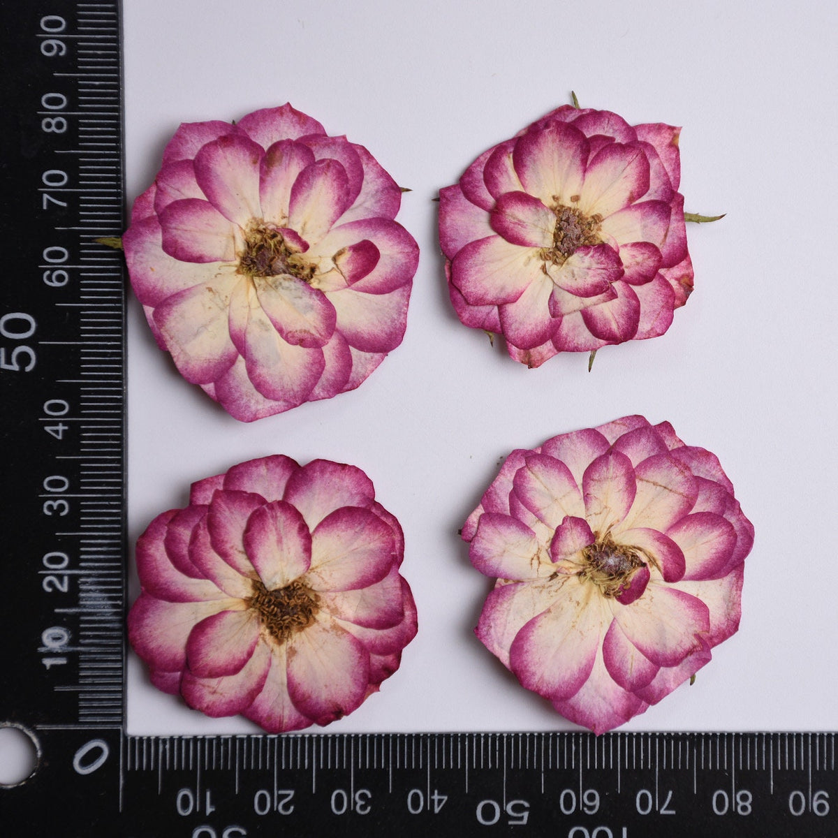 Pressed Purple Roses: Two-Tone Dried Flowers, 6 PCS
