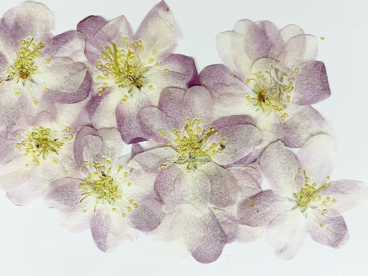 Pressed Flower,Begonia Dried Flowers 8 PCS/Pack , Purple Flat Dry Flowers Bulk,Floral,dry flowers,pink purple Begonia flower Dried flowers