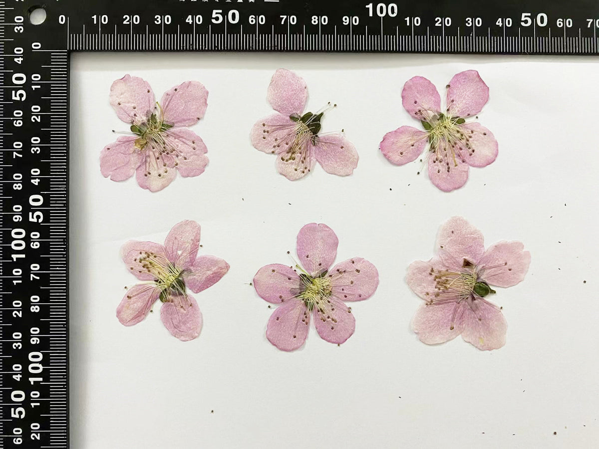 Pink Peach Blossom Pressed Flowers - 8 PCS for Resin Art