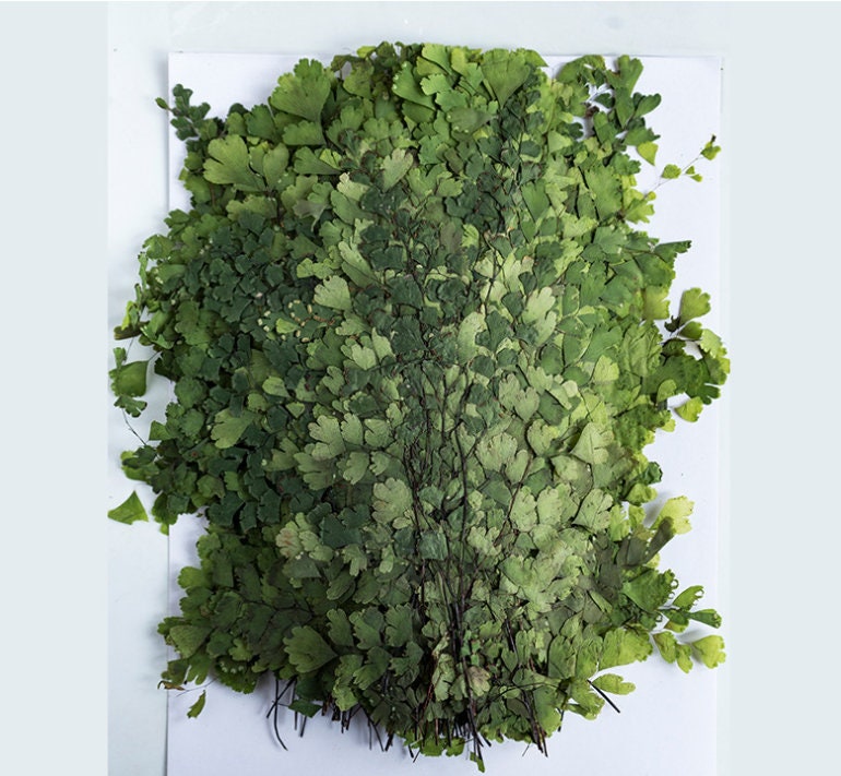 A Pack of 8 PCS Real Pressed Leaves,Adiantum Fern Pressed Green Leave flower ferns green leaves Floral real leaf flower Greeny Foliage Stems