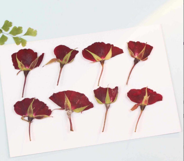 Pressed Red Rose Buds: Real Dried Flowers (6 PCS)