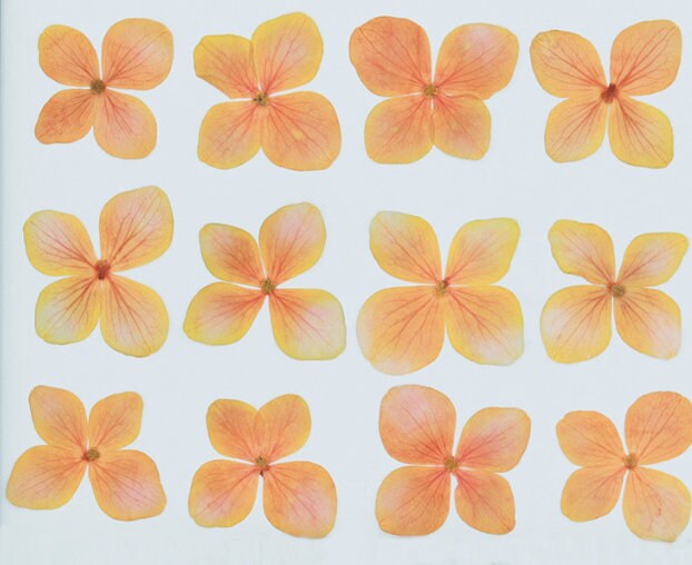 Pressed flowers,Orange pressed flowers,12PCS/Set, Dry Orange Flowers,Dried Pressed Flower,Orange Flat Flowers,Orange Hydrangea(2.5-3cm)