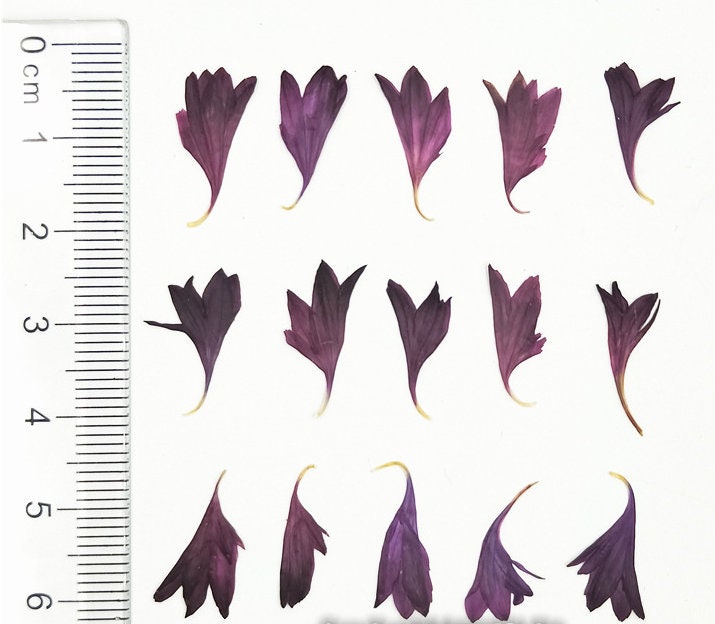 20 PCS Bulk Pressed Flowers: Real Dried Flowers for Resin Art