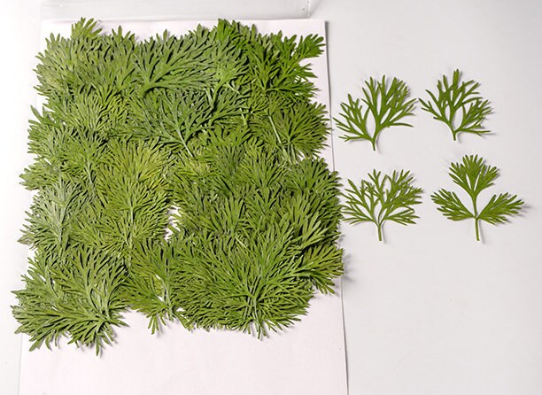 10 PCS Set Real Pressed Leaves,Pressed Green Leaves flower green leaves Floral real leaf flower Greeny