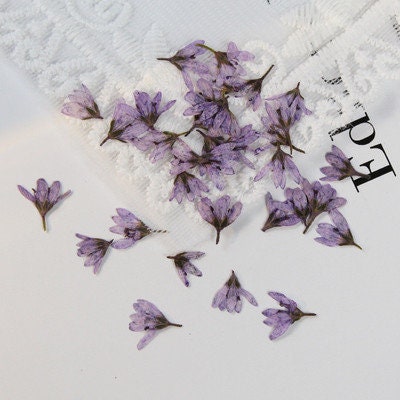 Pressed flower,20 PCS/Pack,light purple dried flower,Pressed Real Purple flower,dried flower petals,Small dried flowers