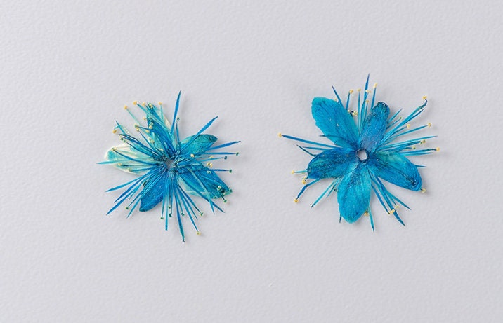 Pressed flower,Pressed Symplocos paniculata,12 PCS/Pack,blue dried flower,Real blue flower,dried flower petals,Small dried flowers
