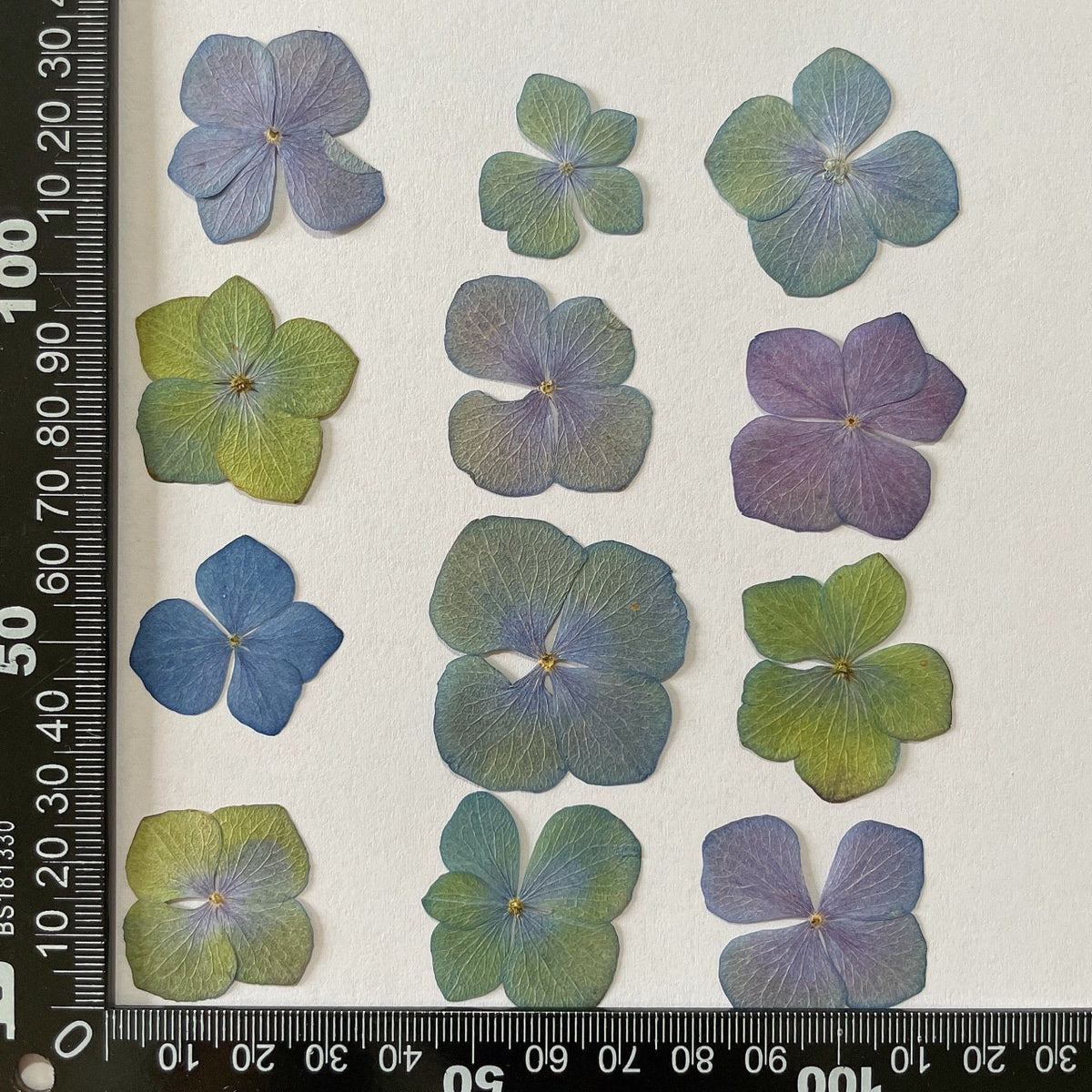 Pressed flower,mixed color green Blue dried flowers,Set of 100 PCS,Pressed Hydrangea,blue purple green flower,dried flower petals,dry flower