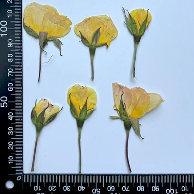 Pressed Rose Buds: Two-Tone Purple & Yellow, Floral Craft Supply (12 PCS)