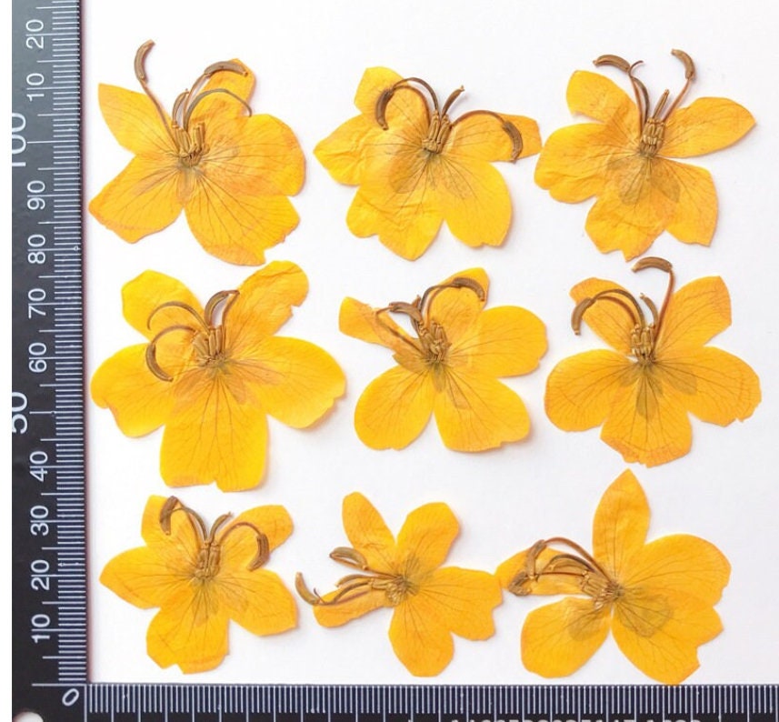 Pressed Cassia Seed Petals: Orange Yellow Dried Flowers (6 PCS/Pack)