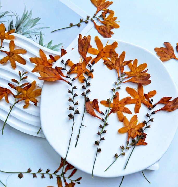 Orange Pressed Flame Orchid Flowers: Petal Floral, Bulk Dry Flower (6 PCS/Pack)Pressed dry flowers