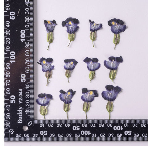 Summer Viola Pressed Flowers, 12 PCS Bulk, Resin Crafts