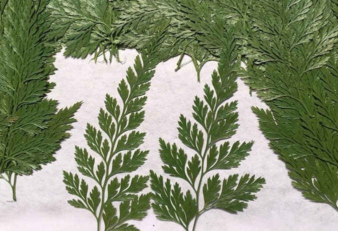 Pressed Leaves A Pack of 8 PCS ,Pressed Green Leaves flower ferns green leaves Floral real leaf flower Greeny Foliage Stems