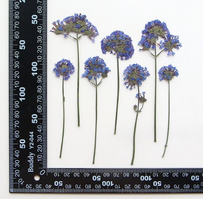 Blue Pressed Flowers: Botanical Craft Supply, 6 PCS