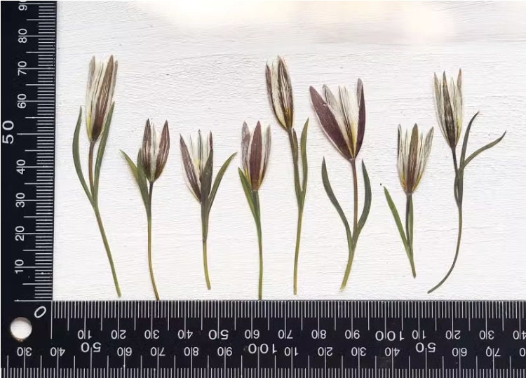 Pressed Lily Flowers: Real Dried Flower Stems, Wedding Invitation Embellishments (12 PCS)