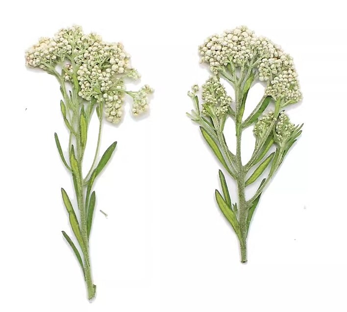 Pressed Xiaomi Flowers: White Rice Flower Stems (12 PCS)