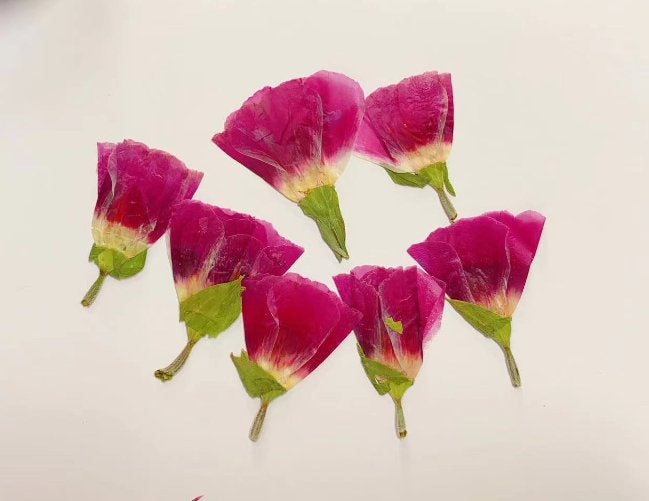 Pressed flower,Rose Pressed flower,6 PCS/pack,Pressed flower,Purple Dried Flowers,Dry Pressed Purple Flowers,Dried Flowers