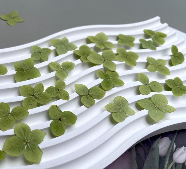 Pressed flower,green Pressed Hydrangea,dried flower,Set of 100 PCS,Real green dried flower petals,dried green flowers