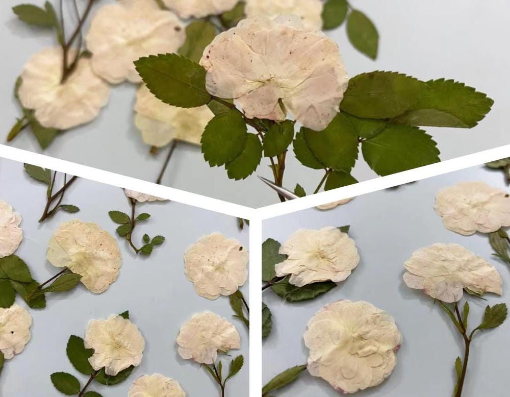 Pressed Flowers,rose beige Pressed Flowers 6 PCS/Pack,Pressed Flower,Dry Flat Rice white rose Flower Stems Wild Dried flower Natural Floral