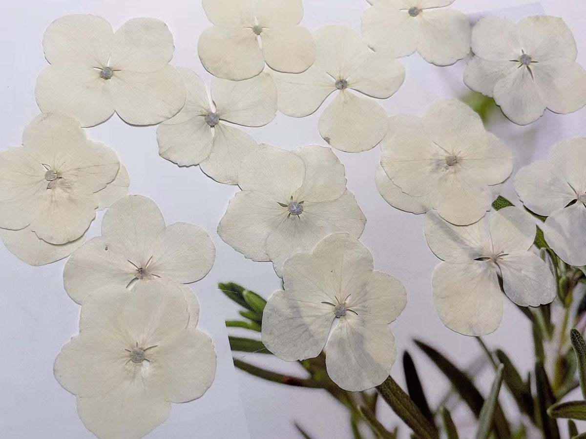 Pressed Flowers,White Pressed Flowers,Set of 12 PCS, Pressed dried flower,Flat Flowers,Hydrangea dried flower petals,flower