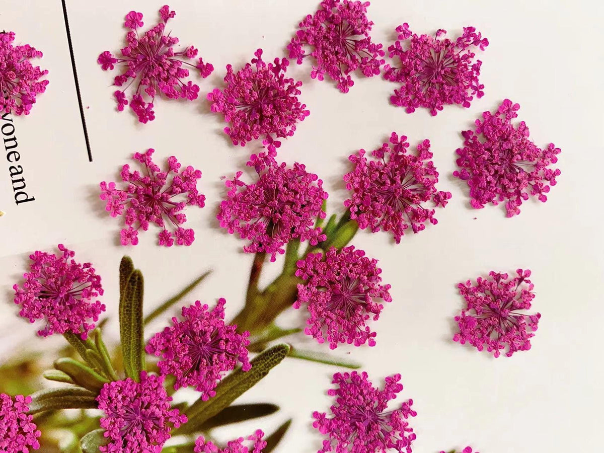 Pressed Rose Lace Flowers: Dried Flat Wildflowers, 12 Pcs dry flower,Pressed flowers