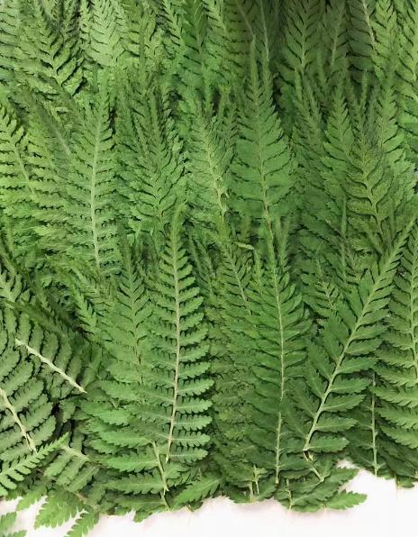 10 PCS Pressed Fern Leaves, Green Foliage Stems (3-5cm)