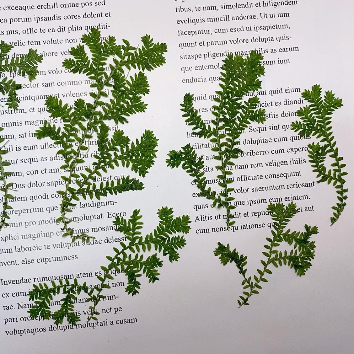 Pressed flowers for resin Green Cloud Grass 12 PCS/Pack Real Pressed Leaves,Dried Pressed Flower Green Dry leaf, dryGreen leaf