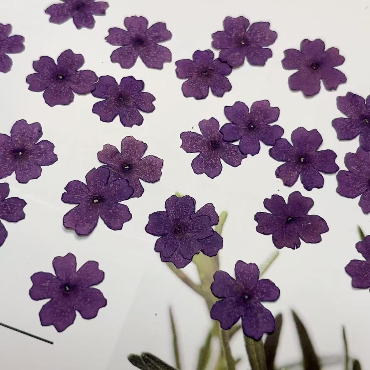 pressed flowers,purple pressed flowers,12 PCS/PACK, purple flower,Dried flower,dried flowers,pressed flower,Verbena hybrida pressed flower