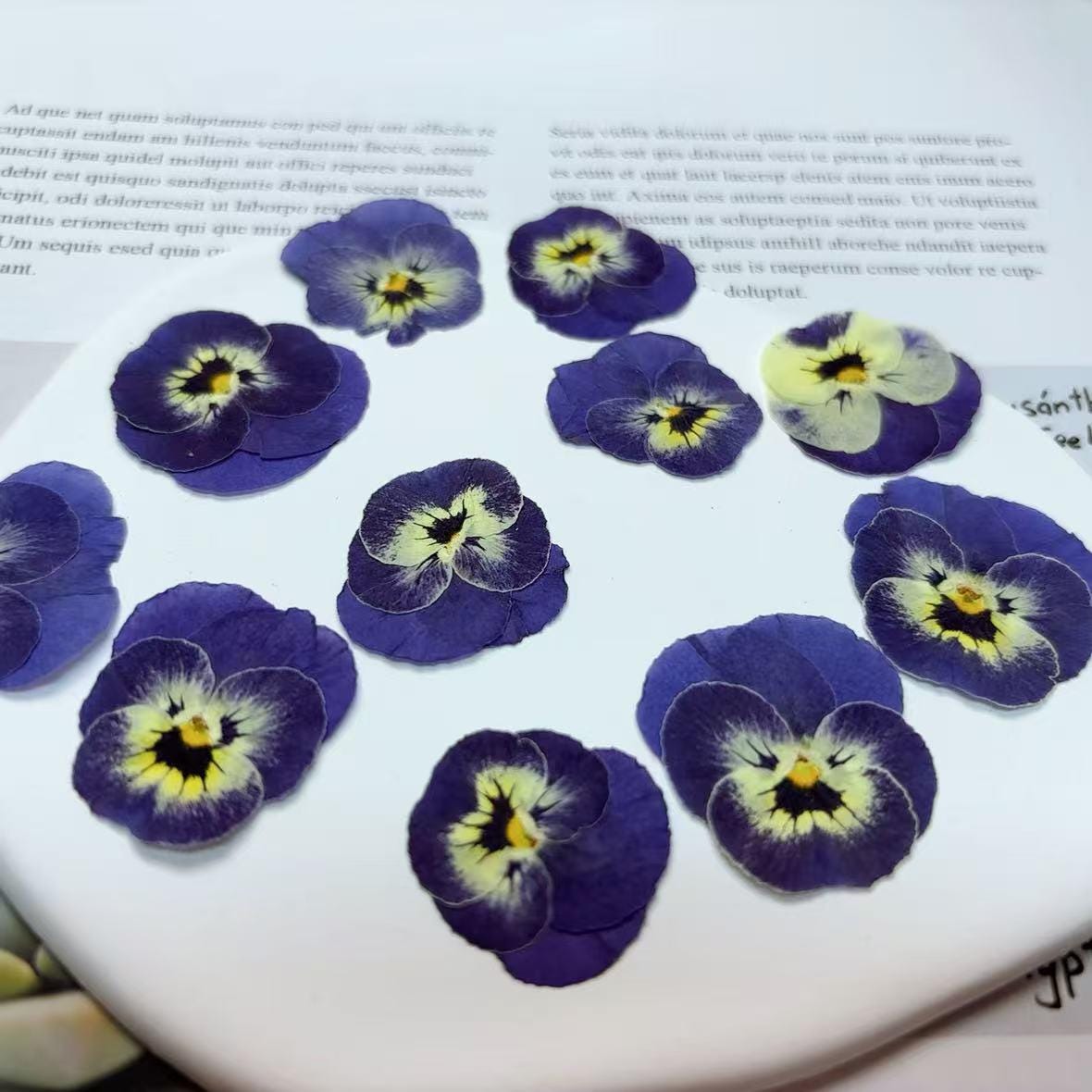 Pressed Blue Purple Pansy Flowers - 8 PCS Flat Dried Flowers