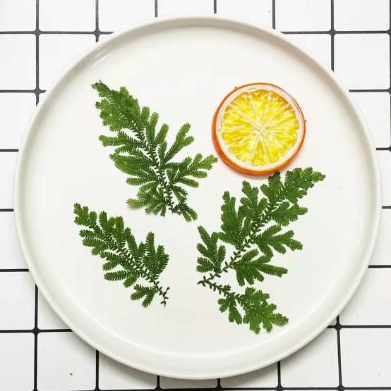 Pressed Green Cloud Grass: Real Dried Leaves - 12 PCS