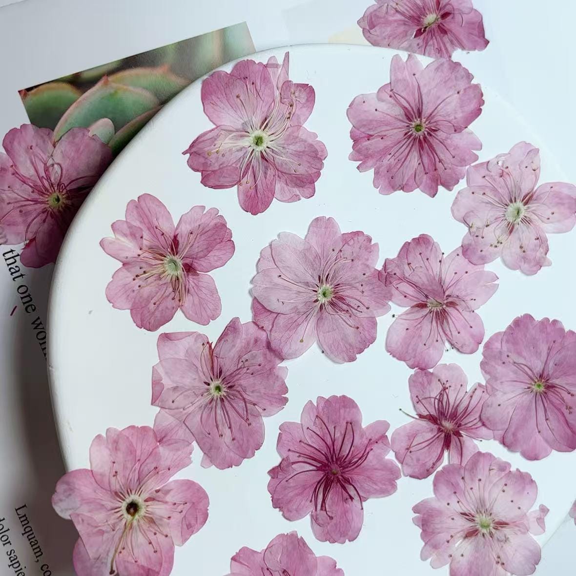 Cherry blossoms Pressed Flowers (3-4cm) 12 PCS/Pack,light pink Real Dried Flowers,Bulk pressed flower Floral,pink dry flowers,Pressed flower