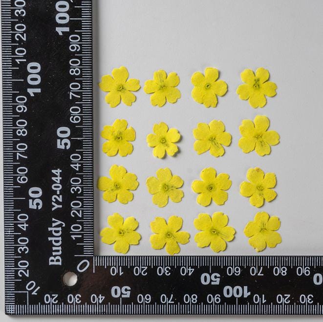 Pressed Verbena Flowers: Blue, Purple, Pink, Red, Yellow (12 PCS/PACK)