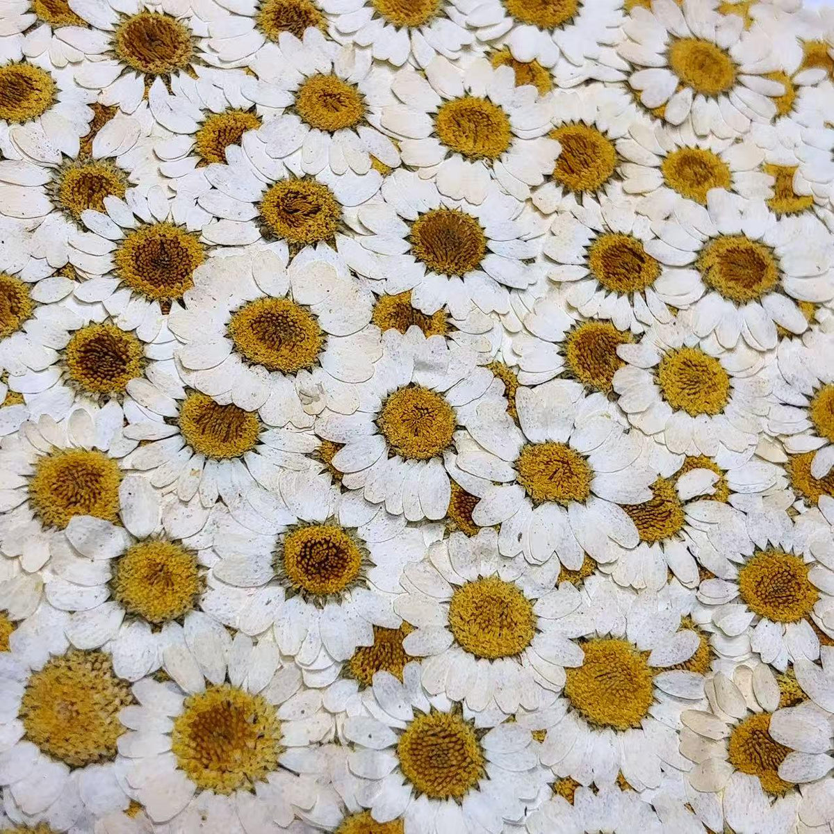 Pressed Daisy brown 12pcs/pack small Dry Flower Preserved Light brown Daisies Dried Flat Wild flowers