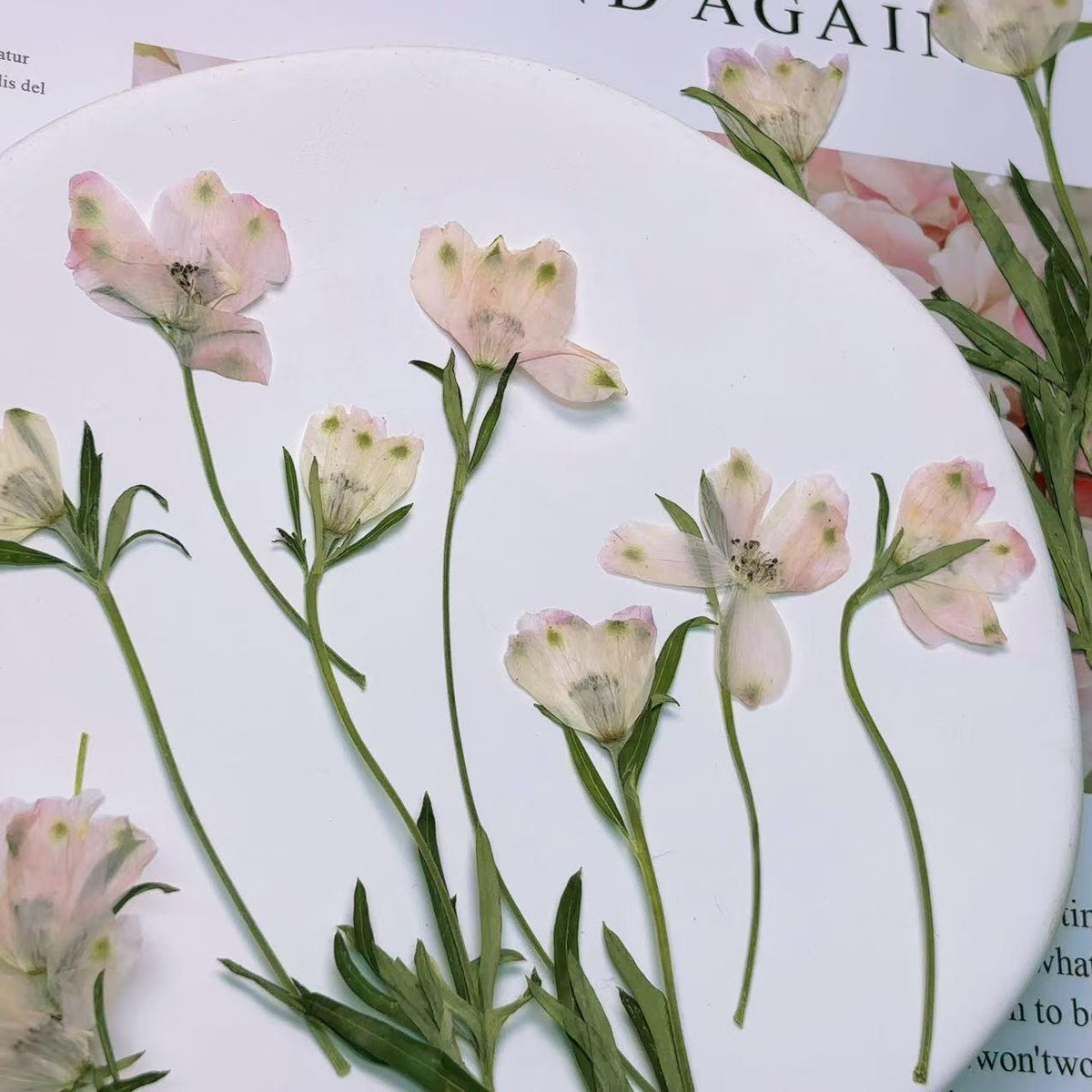 Pressed flowers,Light Pink Pressed flowers,dry flower stems,6 PCS/pack,dry Pressed flowers,dried flower,Pink Dried Pressed flower